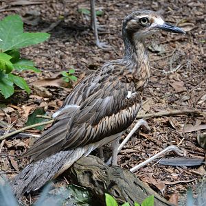 Brush stone-curlew2