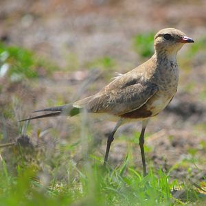 Australian pratincole