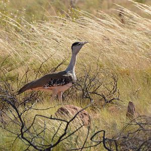 Australian bustard