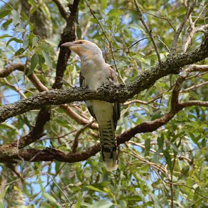 Imm. Channel-billed cuckoo