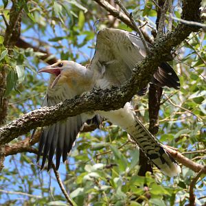 Imm. Channel-billed cuckoo 2