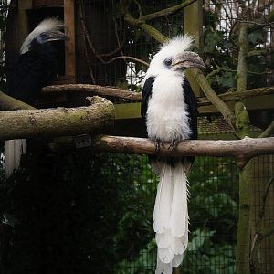 Berenicornis comatus