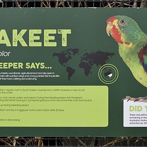 Swift parakeets at a Theme Park?