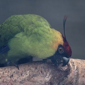 Horned parakeet