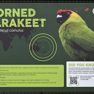 Horned parakeets at a Theme Park?