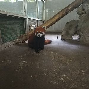 Red Panda
