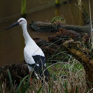 Oriental White Stork, March 2018