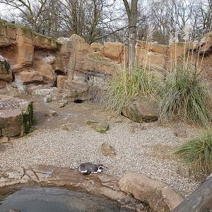 New penguin enclosure