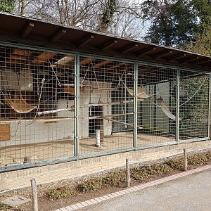 Siamang cage