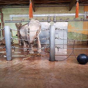 Indoor elephant accommodation