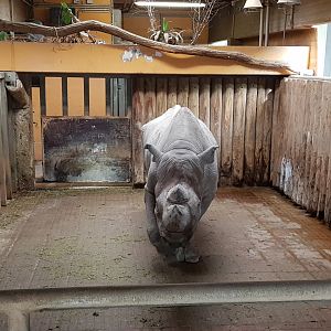 Indoor black rhinos accommodation
