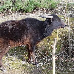 Mountain anoa