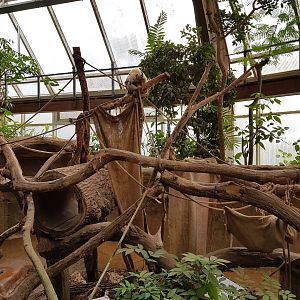 Tamandua enclosure in tropical house