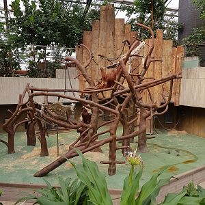 Orang utan enclosure indoor only