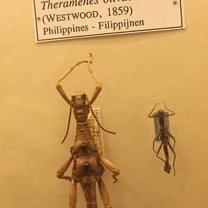 Theramenes olivaceus