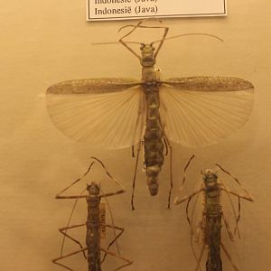 Aschiphasma annulipes