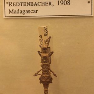 Pseudotames memorabilis