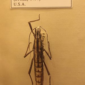 Anisomorpha buprestoides