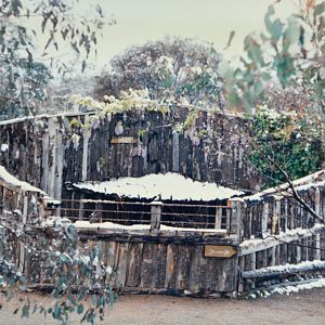 Wombat display Mugga Lane zoo