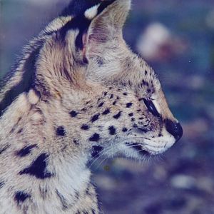 Serval  Mugga Lane zoo