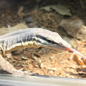 Glauert's monitor - Varanus glauerti