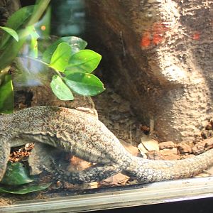 Glauert's monitor - Varanus glauerti