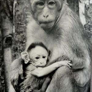 Bonnet macaques  Mugga Lane zoo