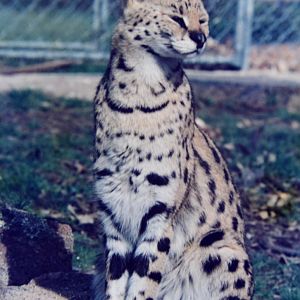 Serval  Mugga Lane zoo