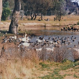 Waterfowl  Mugga Lane zoo