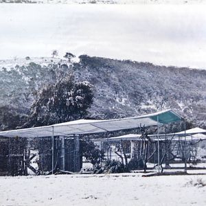 Aviaries at Mugga Lane zoo
