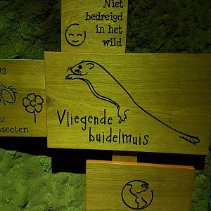 Sign Feathertail glider