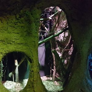 Enclosure Feathertail glider