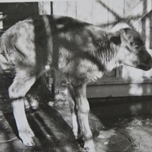 First calf from AnkoleXBison   Chessington zoo about 1962