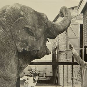 Barbara.   Asian elephant.  Chessington zoo  1960's