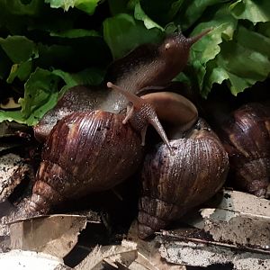 African giant land-snails