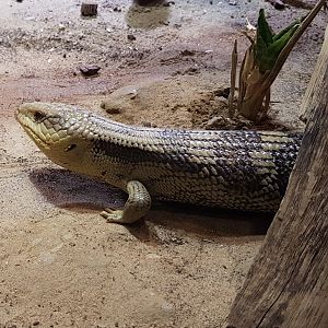 Blue-tongued skink