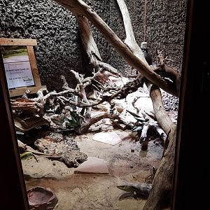 Enclosure Blue-tongued skink