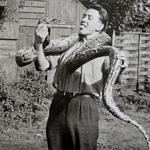 African python.   Chessington zoo   1960's
