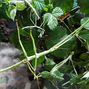 Philippine giant stick-insects