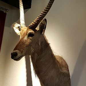Common waterbuck-trophy