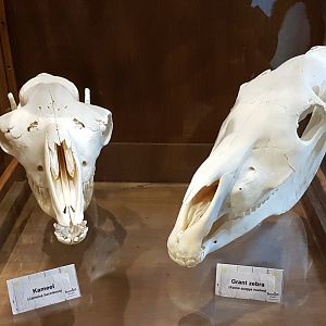 Camel and Zebra skulls