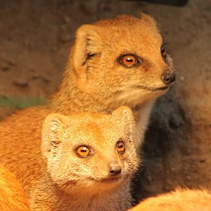 Yellow mongooses