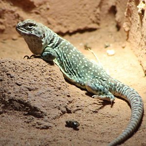 Collared lizard