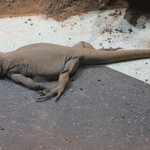 Chuckwalla