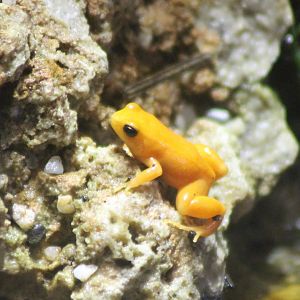 Golden mantella