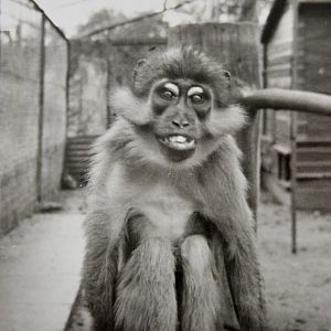 Sooty magabey.    Chessington zoo    1960's