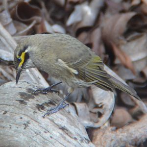 Yellow-faced honeyeater