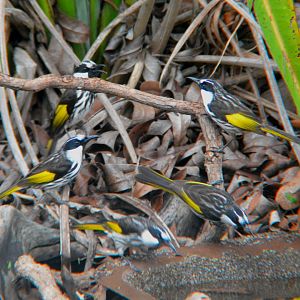 White-cheeked honeyeaters