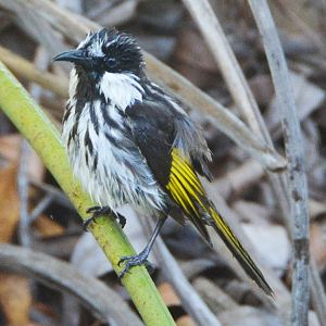 White-cheeked honeyeater 2