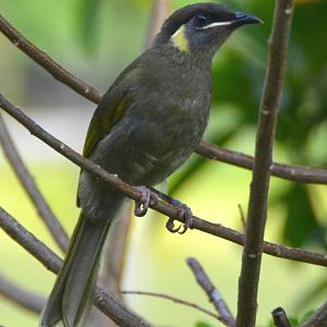 Lewin's honeyeater